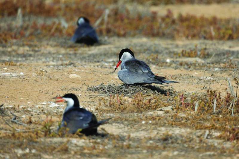 


بداية التزاوج ووضع البيض 