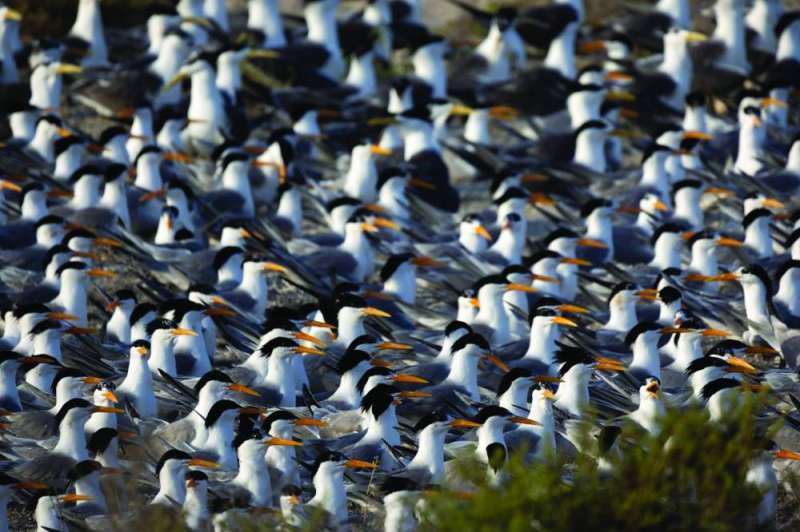 


الطيور شكّلت لوحة فنية في الجزيرة 