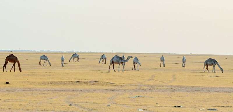 عدد من الإبل ترعى بالقرب من موقع الأديرع العسكري في مخالفة لقانون حماية البيئة (تصوير نايف العقلة)