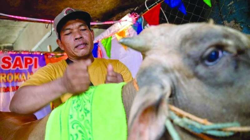 جلسة تدليك لبقرة قبل ذبحها