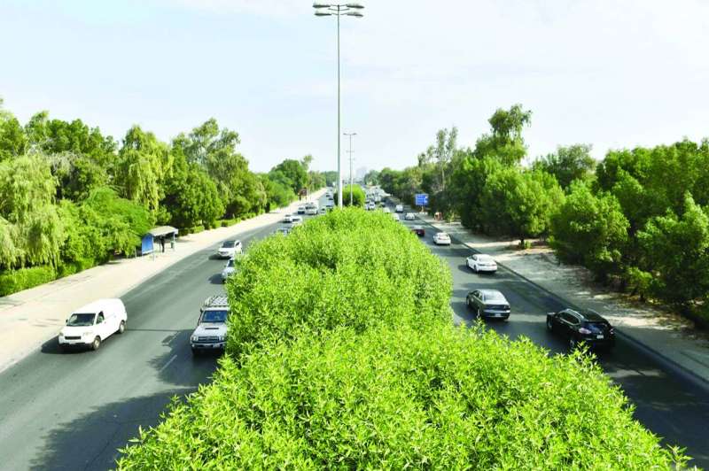 


تشجير الطرق والمدن ضرورة ملحة لبيئة مستدامة 