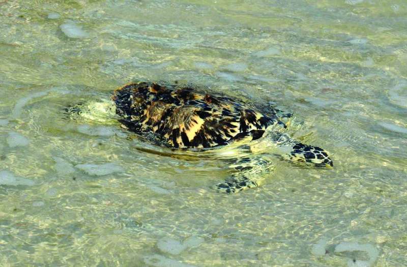 


الكويت حريصة على الحفاظ على السلاحف البحرية 