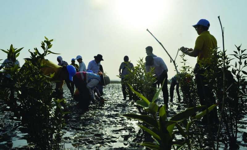 جانب من عملية الزراعة