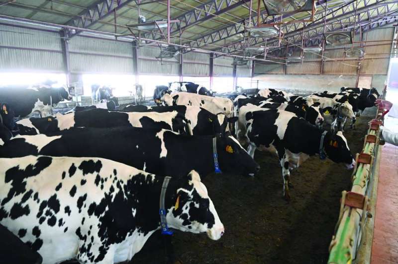 مزارع الأبقار تحتاج إلى دعم