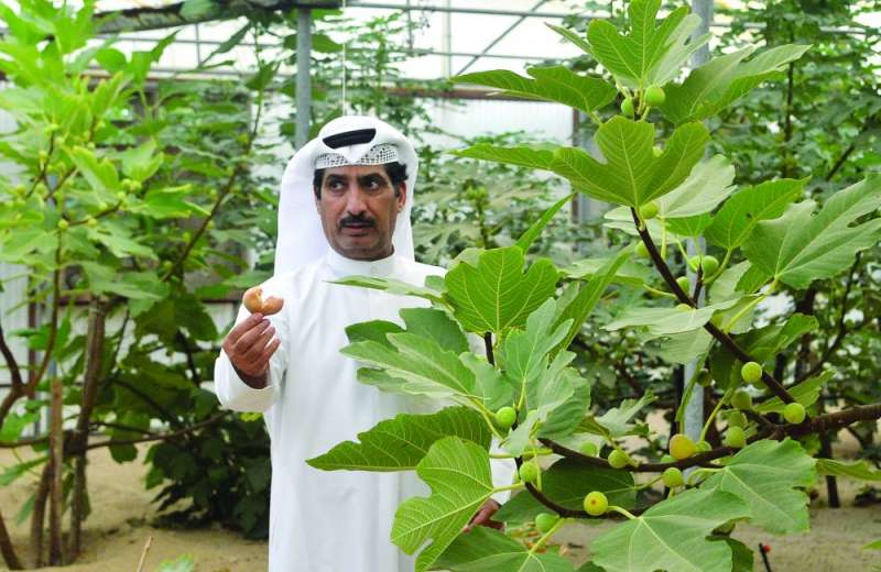 


التين الأحمر في مزرعة عيد العازمي 