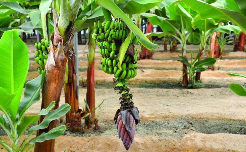 أشجار موز وقد أثمرت في مزرعة العازمي (تصوير سعود سالم)