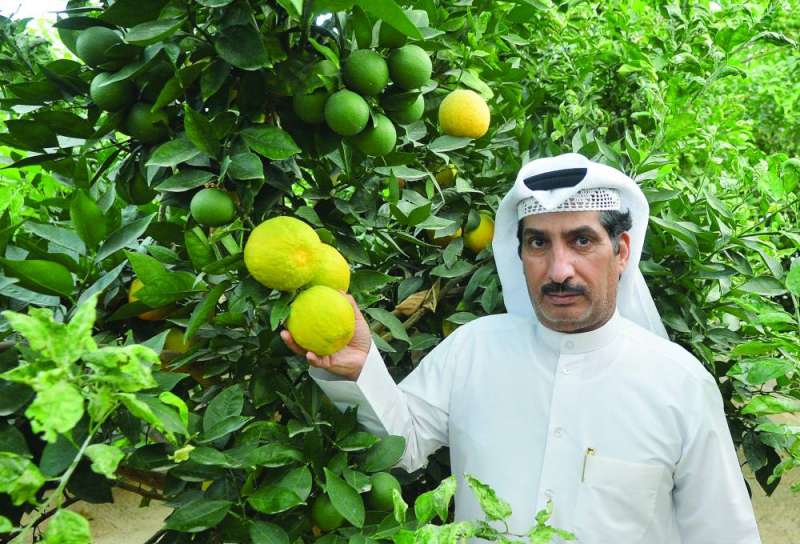 


برتقال ياباني 