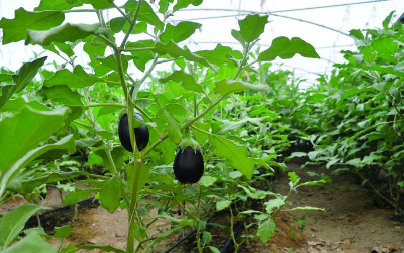 


شجيرات باذنجان 