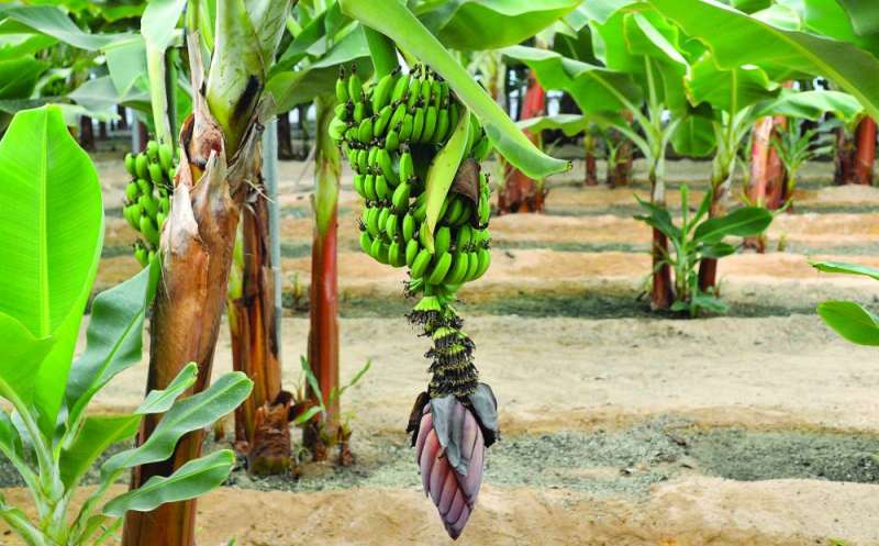 الموز في مزرعة العازمي 