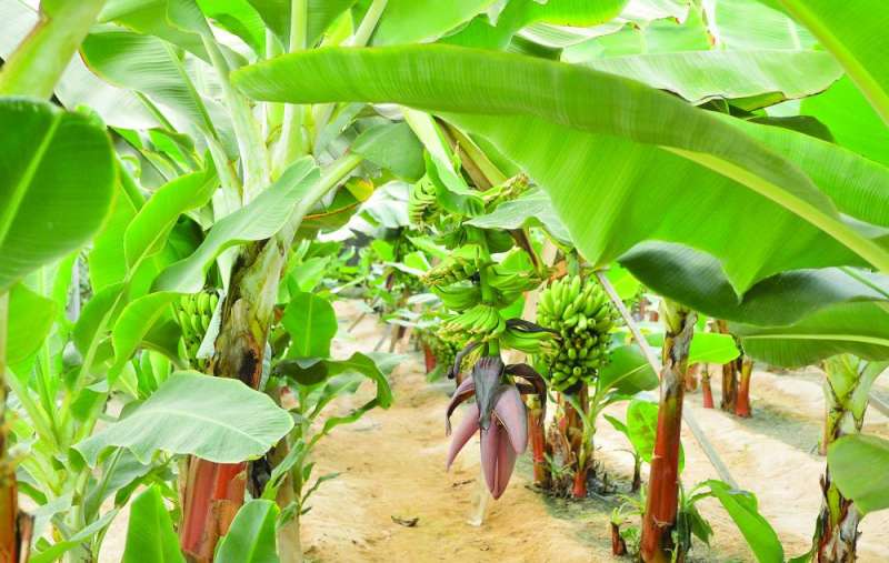 شجيرات الموز في الوفرة وقد تدلت ثمارها 