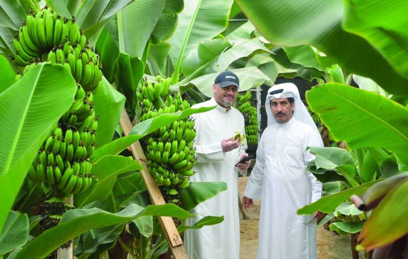 


العازمي والزميل الفرحان وسط أشجار الموز الكويتي 