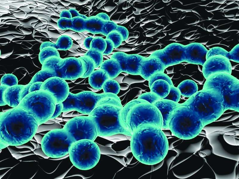 


طفيل بلهارسيا 