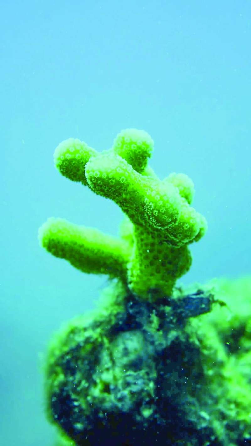 الحفاظ على الشعاب المرجانية يحتاج لتضافر الجهود