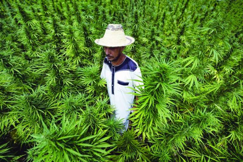 


مزارع يتفقد محاصيل الحشيش 