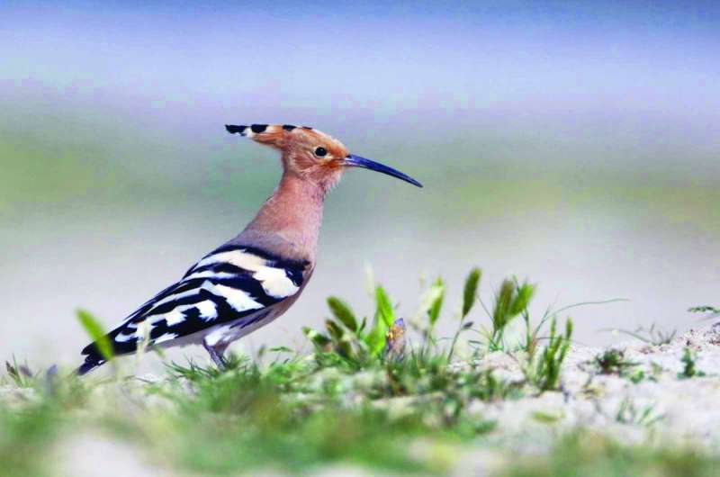 طائر الهدهد