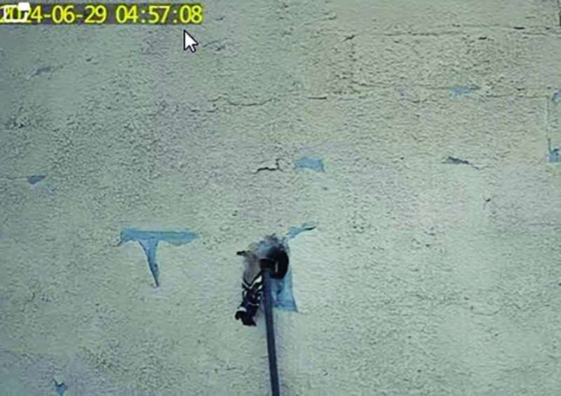 الهدهد يطعم أحد فراخه