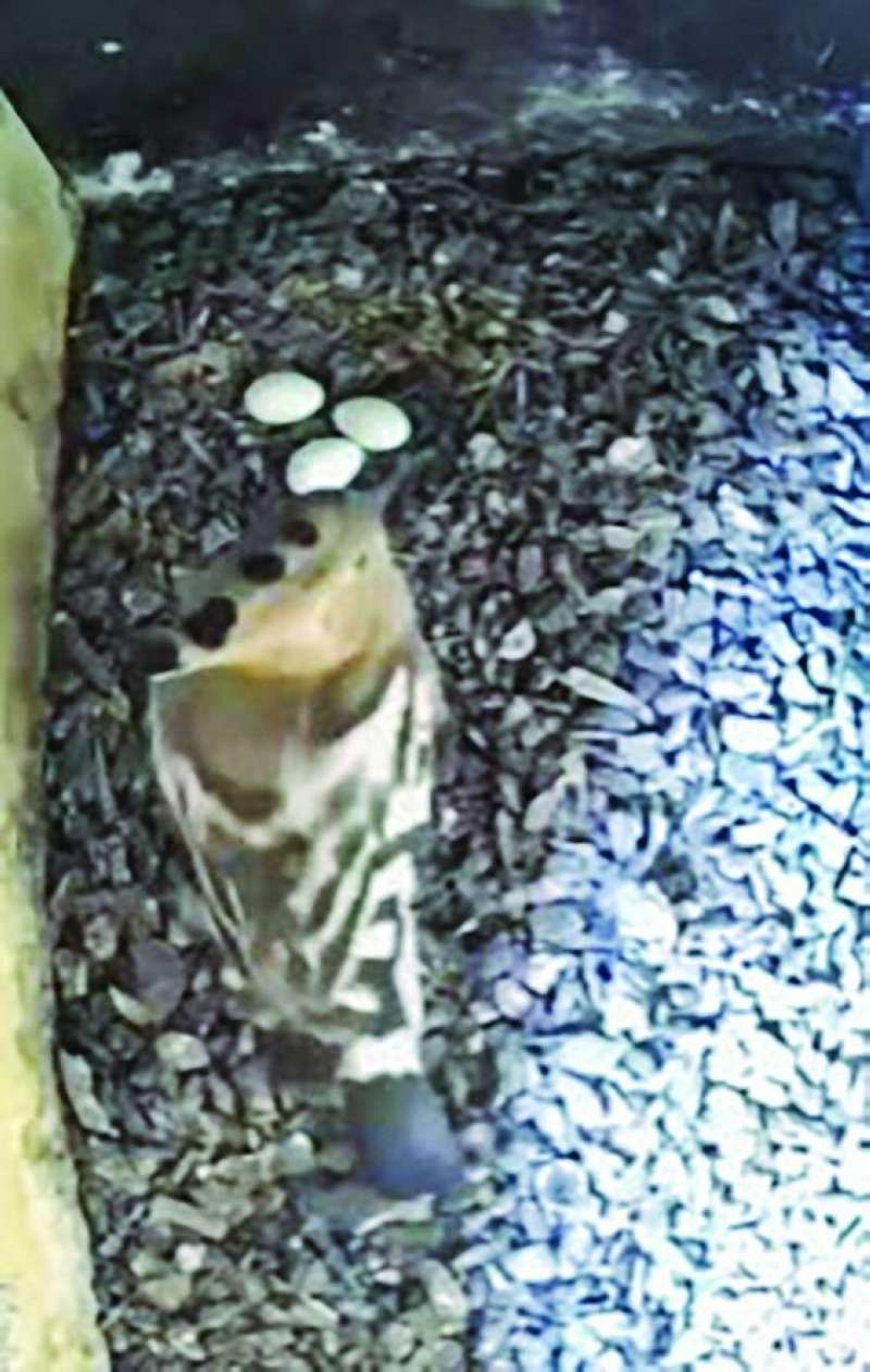 كاميرا المراقبة ترصده مع بيوضه