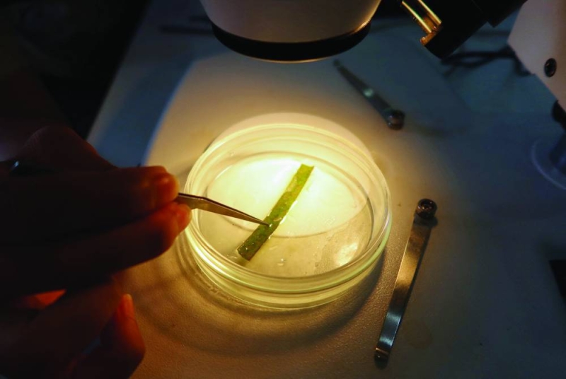 فحص ورقة البوسيدونيا تحت المجهر