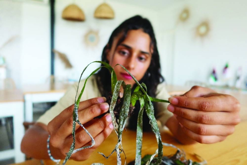 رملة بوهلال تعرض نبات البوسيدونيا