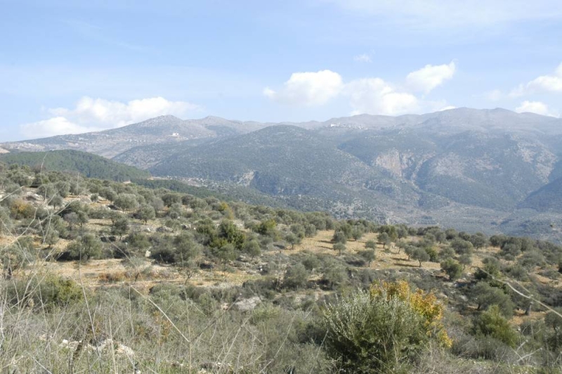 حقول الزيتون ومرتفعات كفرشوبا