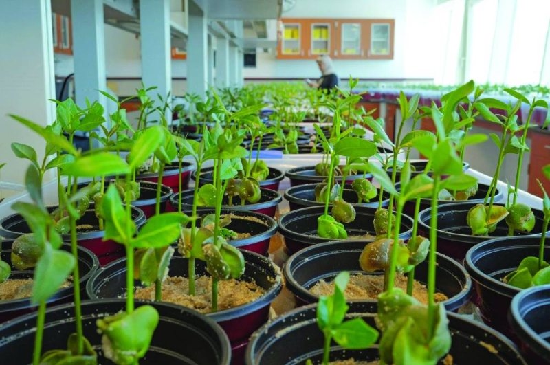 


شتلات القرم المُستنبتة المزمع زراعتها في البلاد 