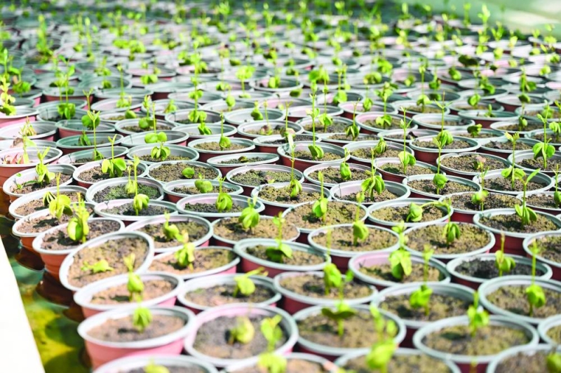 


المانغروف يساهم في تقليل درجات الحرارة	 (تصوير أسعد عبدالله) 