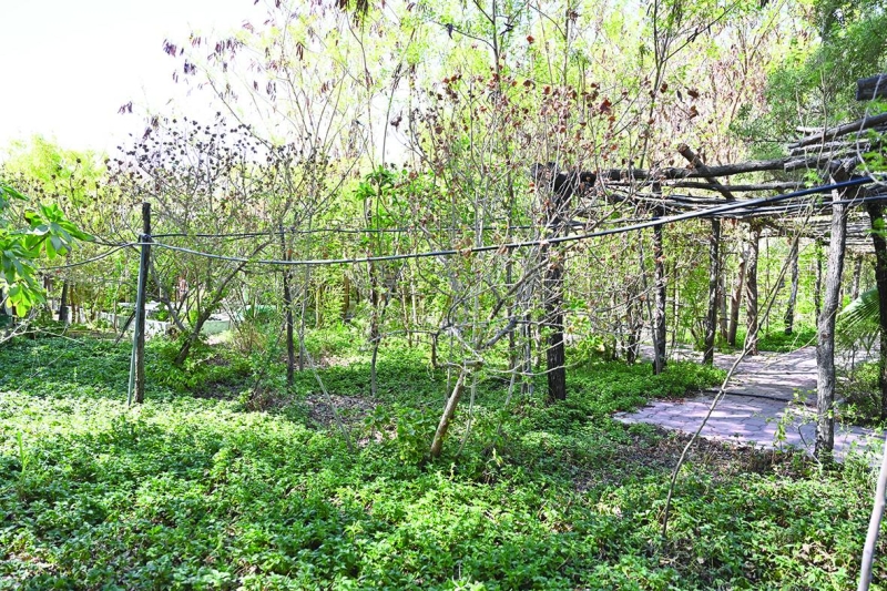 مشتل المانغروف يتواجد داخل محمية الشامية 