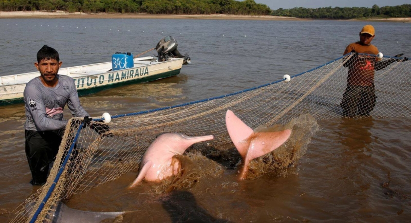 الدلافين تنفق في المياه الضحلة 