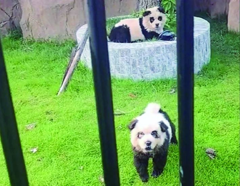 كلبان مصبوغان