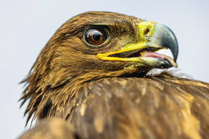 


نظرة تأمل عقابية 