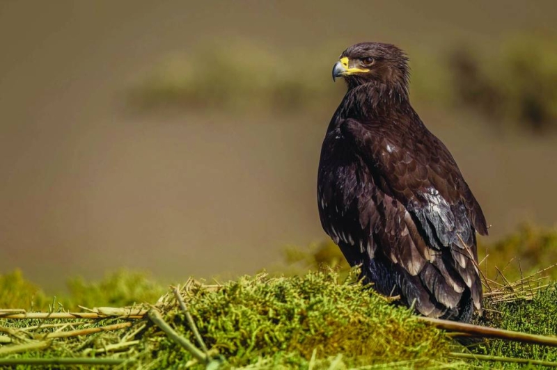 تهديدات كثيرة يتعرّض لها العقاب