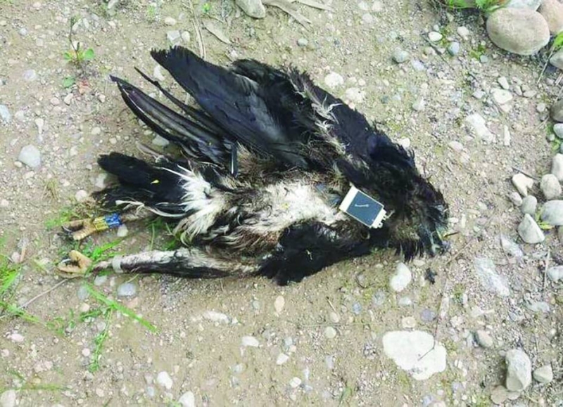 نفوق أحد العقبان بسبب أبراج الضغط العالي 
(في إحدى الدول الإقليمية)