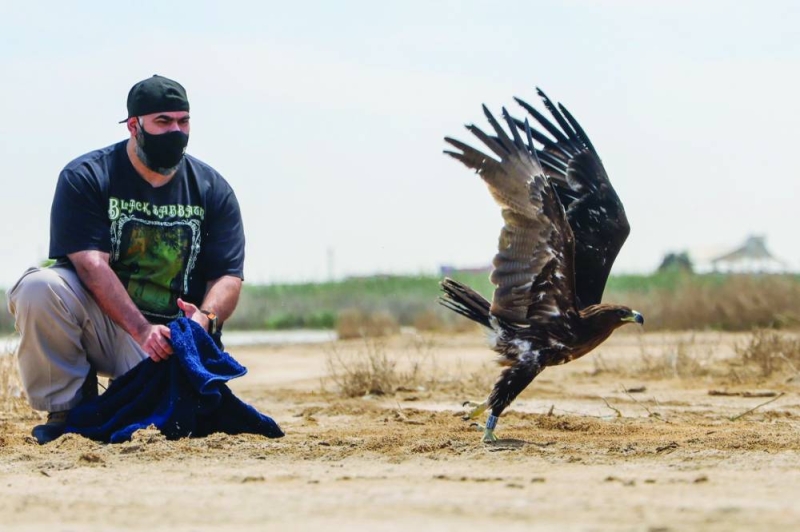 أحد المصورين يطلق العقاب بعد تأهيله بالتعاون مع المركز العلمي