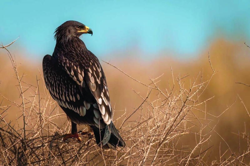 دعوات للحفاظ على الطيور المهاجرة