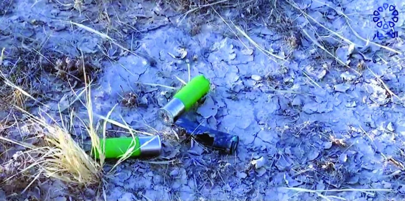 


بقايا طلقات الصيد الجائر 