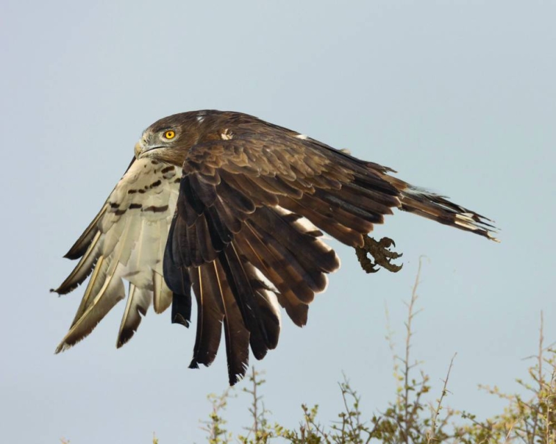 


هجرة العقبان تعتمد على سرعة رياح مناسبة 