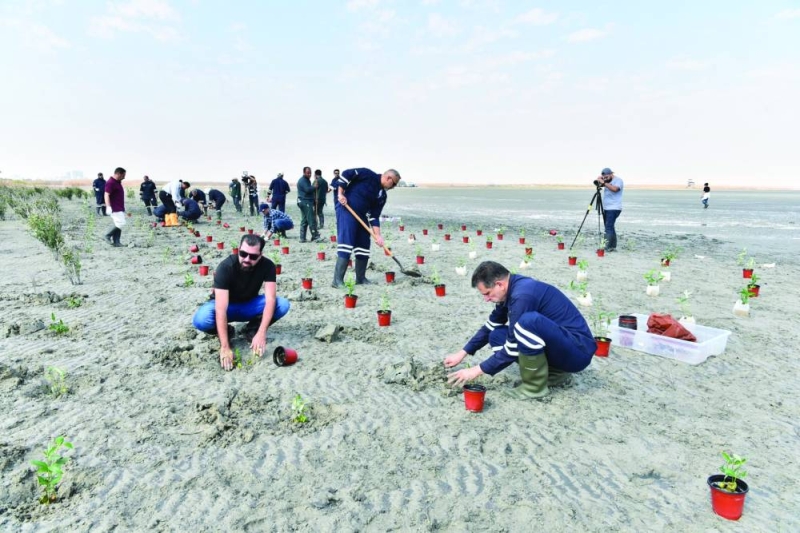موظفو «البترول الوطنية» يزرعون المانغروف في المحمية