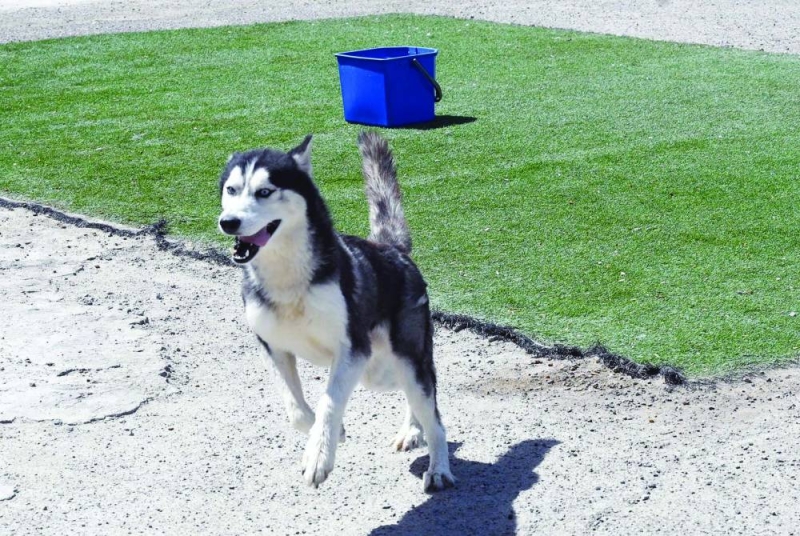 


نوع من الكلاب يحتاج إلى إطلاقه ليركض ويفرغ طاقته 