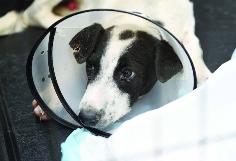 


وضع واقٍ على عنق الكلب كي لا يُؤذي نفسه 