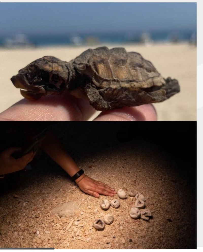 السلاحف وأعشاشها تتعرّض للتدمير