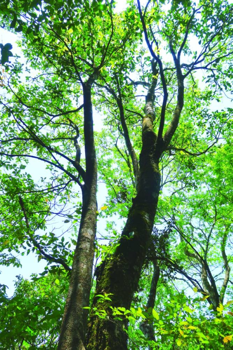 شجرة دائمة الخضرة 