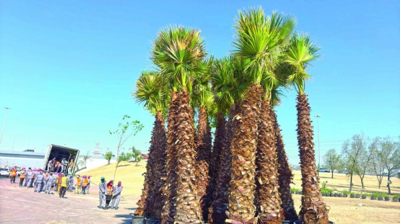 نخيل زينة سيزرع على امتداد الطرق