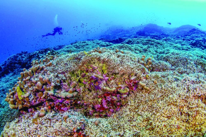 


أكبر مرجان في العالم أطول من حوت أزرق 