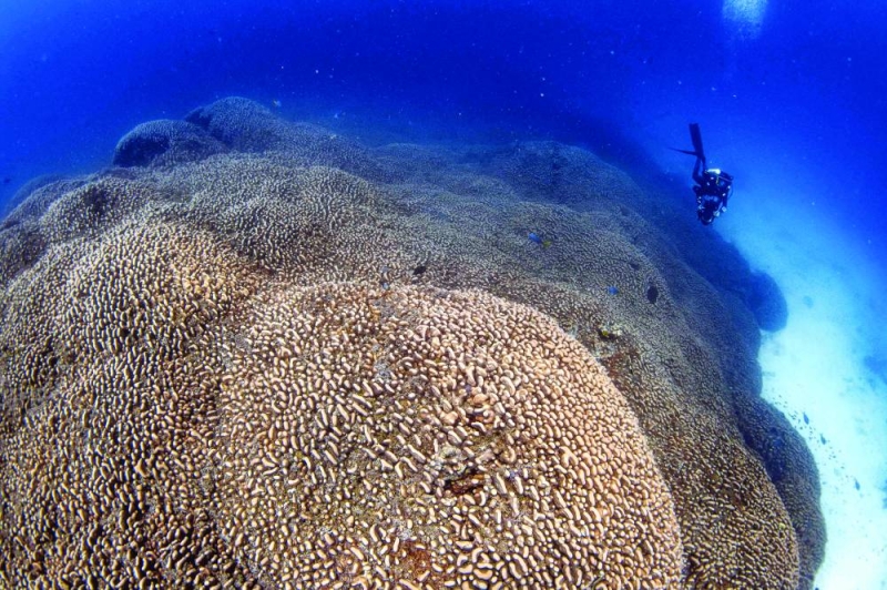 المرجان اكتُشف في الطرف الجنوبي الشرقي لجزر سليمان