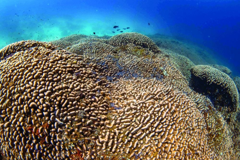 أسماك تسبح فوق المرجان