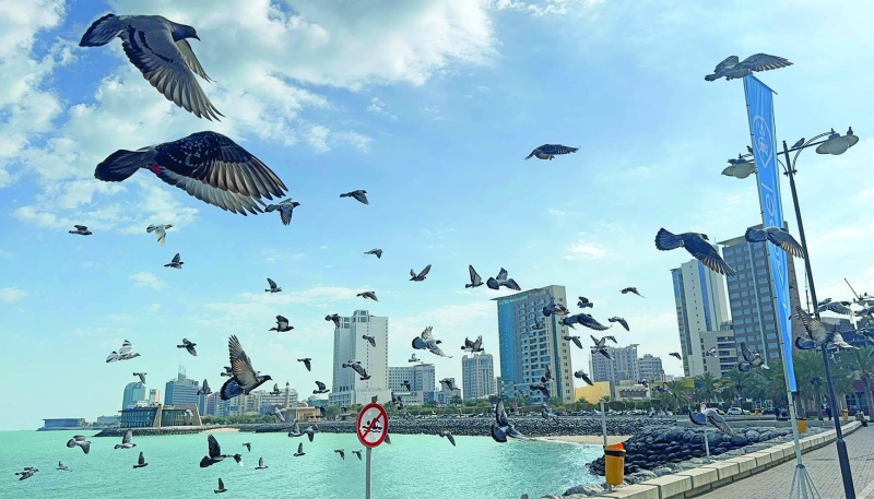 


طيور الحمام تزيّن الشاطئ 	 (تصوير أسعد عبدالله) 