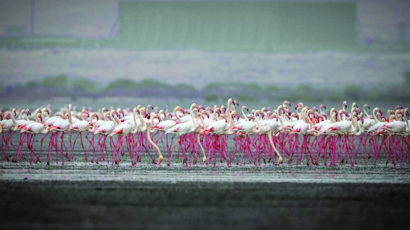 الفلامنغو يحط رحاله في الكويت مطلع كل شتاء 