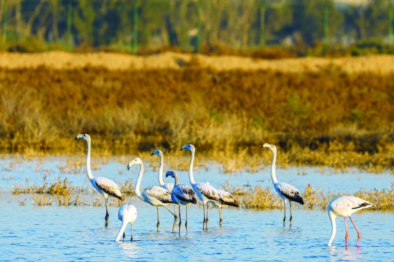 تناقص أعداد الفلامنغو من جراء عمليات التجارة الدولية 