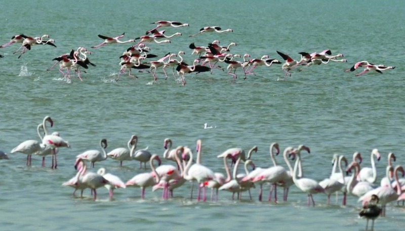 عند نضوجها يتحول لون ريشها من الرمادي إلى الوردي