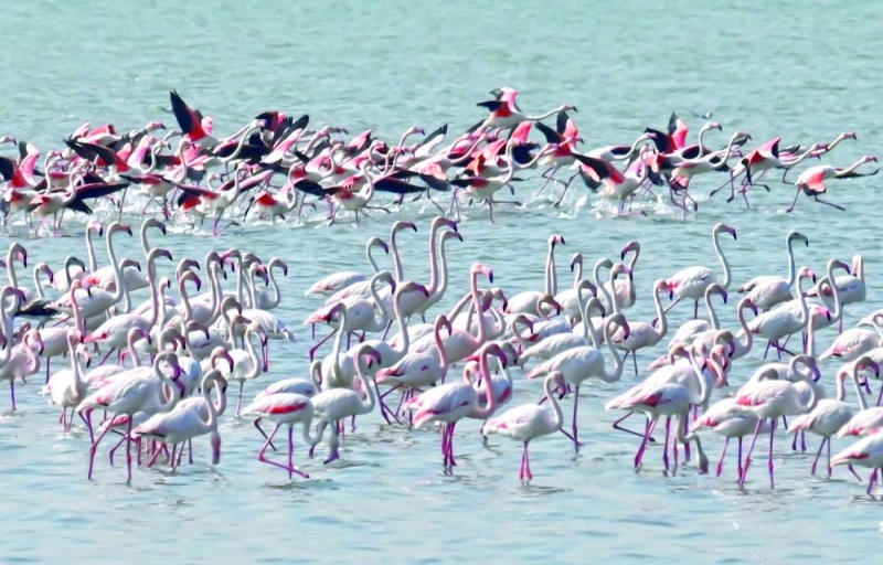 (النحام الكبير) يعد أكبر أنواع الفلامنغو